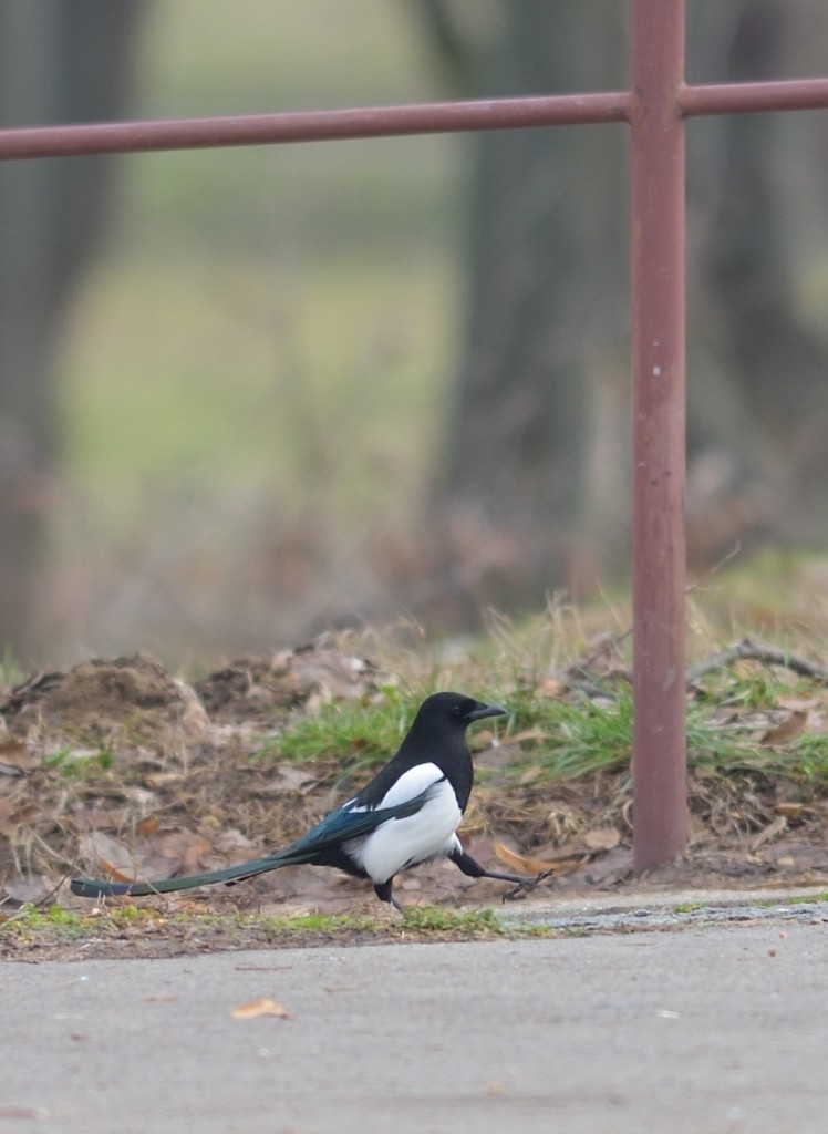 Eurasian Magpie - Gordan Pomorišac