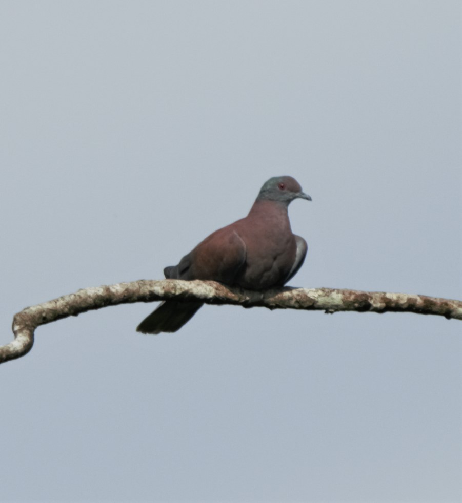 Pale-vented Pigeon - ML140179091