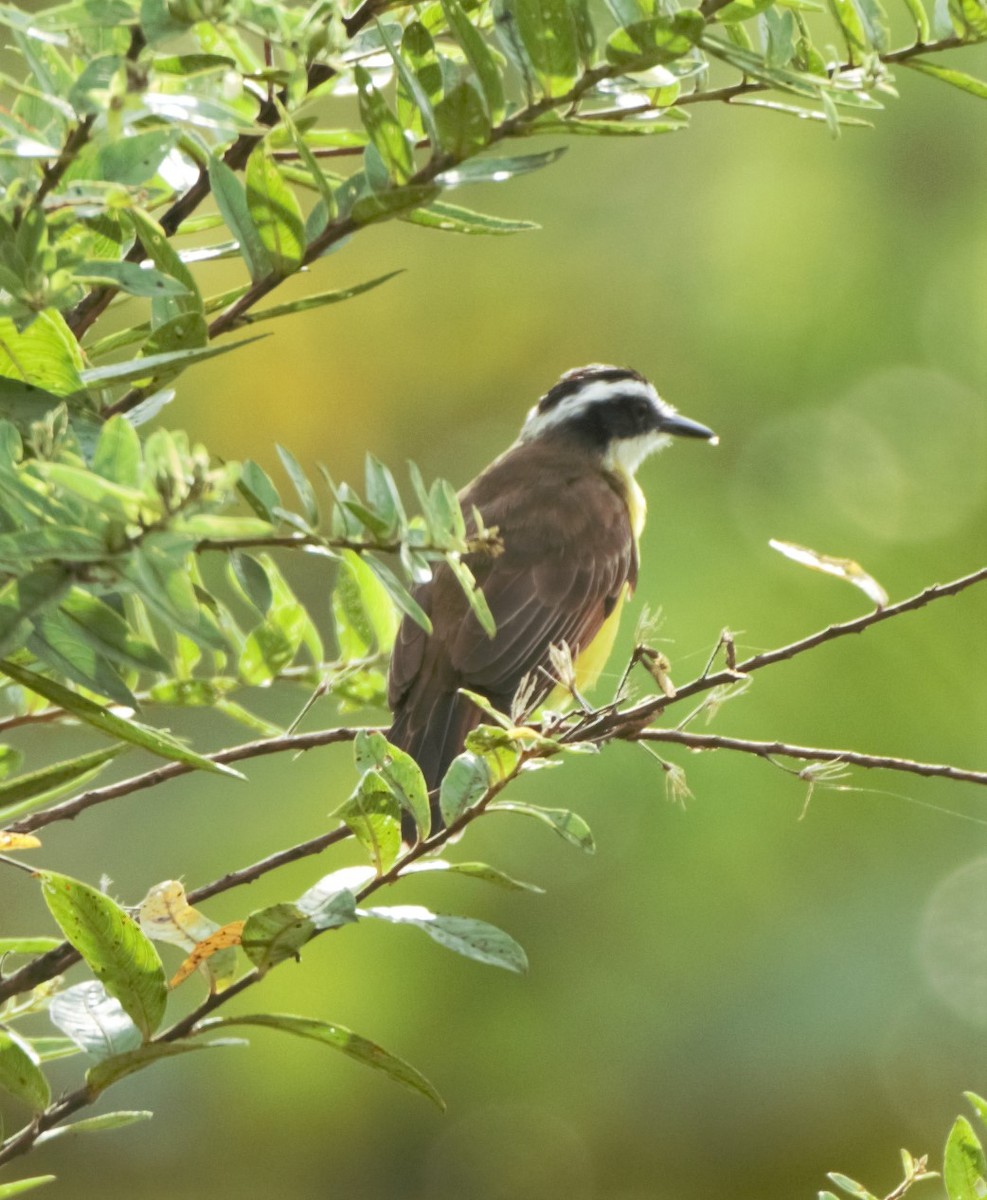 Lesser Kiskadee - Sue Riffe