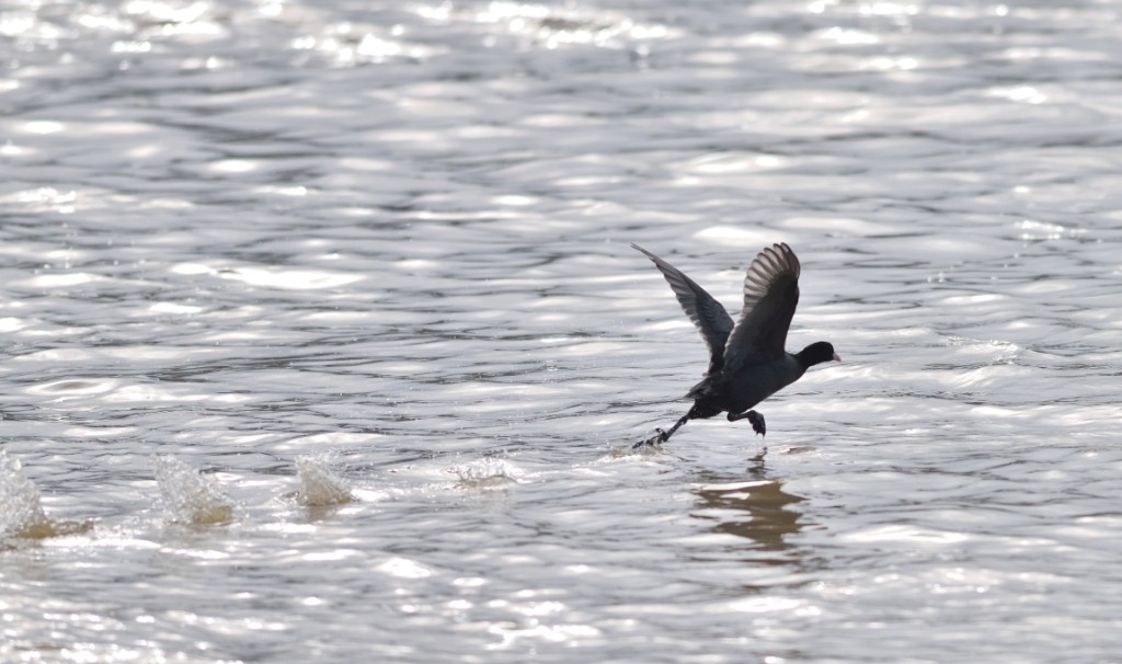 Eurasian Coot - ML140179711