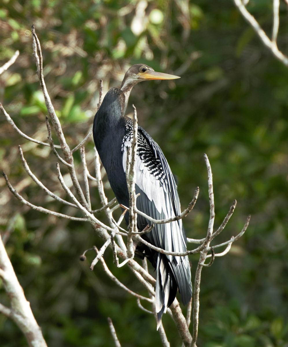 Amerika-Schlangenhalsvogel - ML140180121