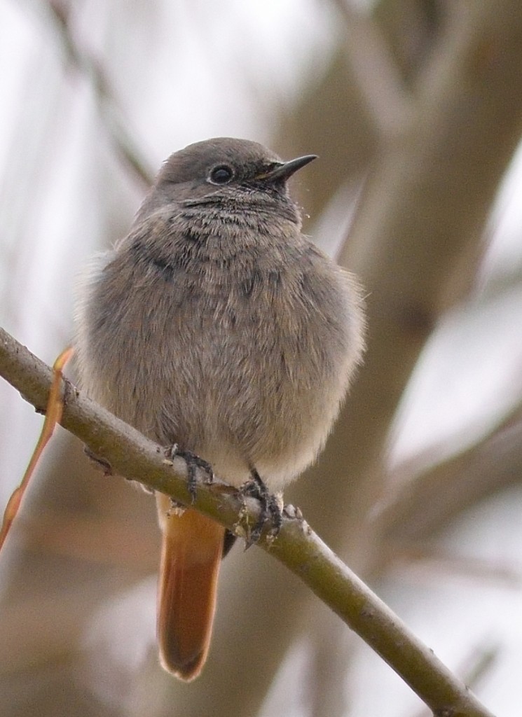 Black Redstart - Gordan Pomorišac