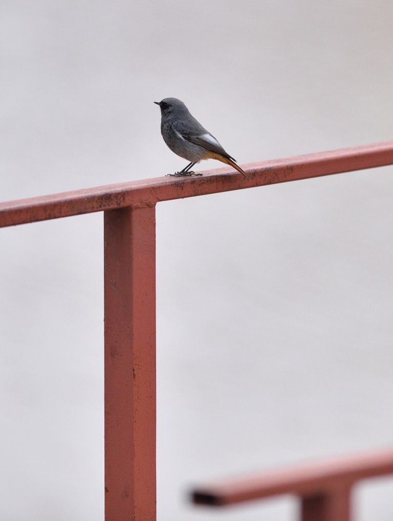 Black Redstart - ML140181071