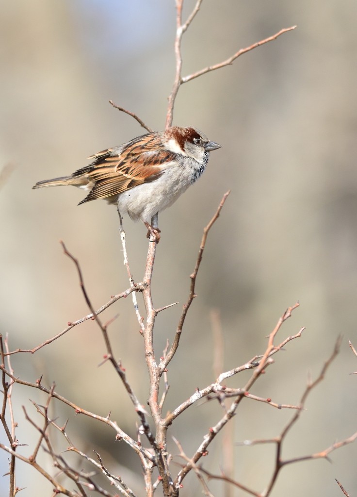 House Sparrow - ML140181281