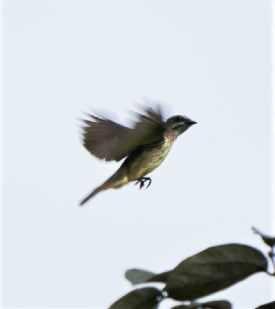 Streaked Flycatcher - ML140181311