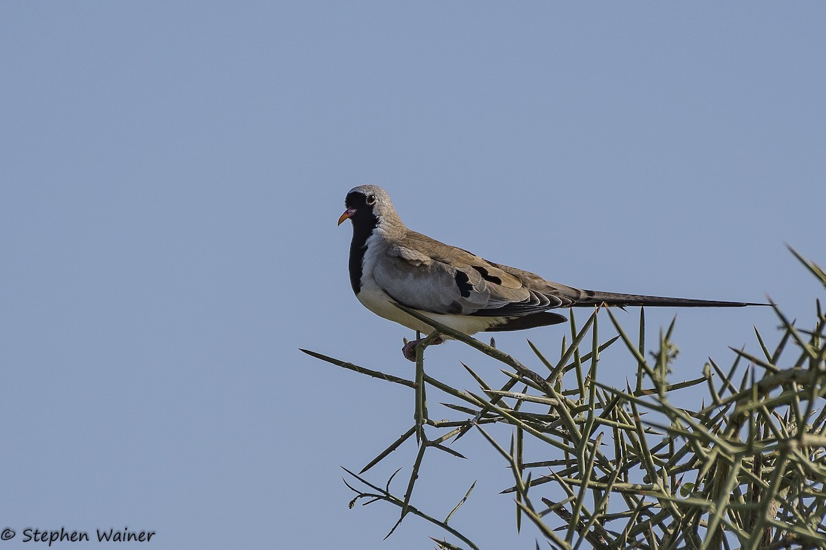 Tortolita Rabilarga - ML140182031