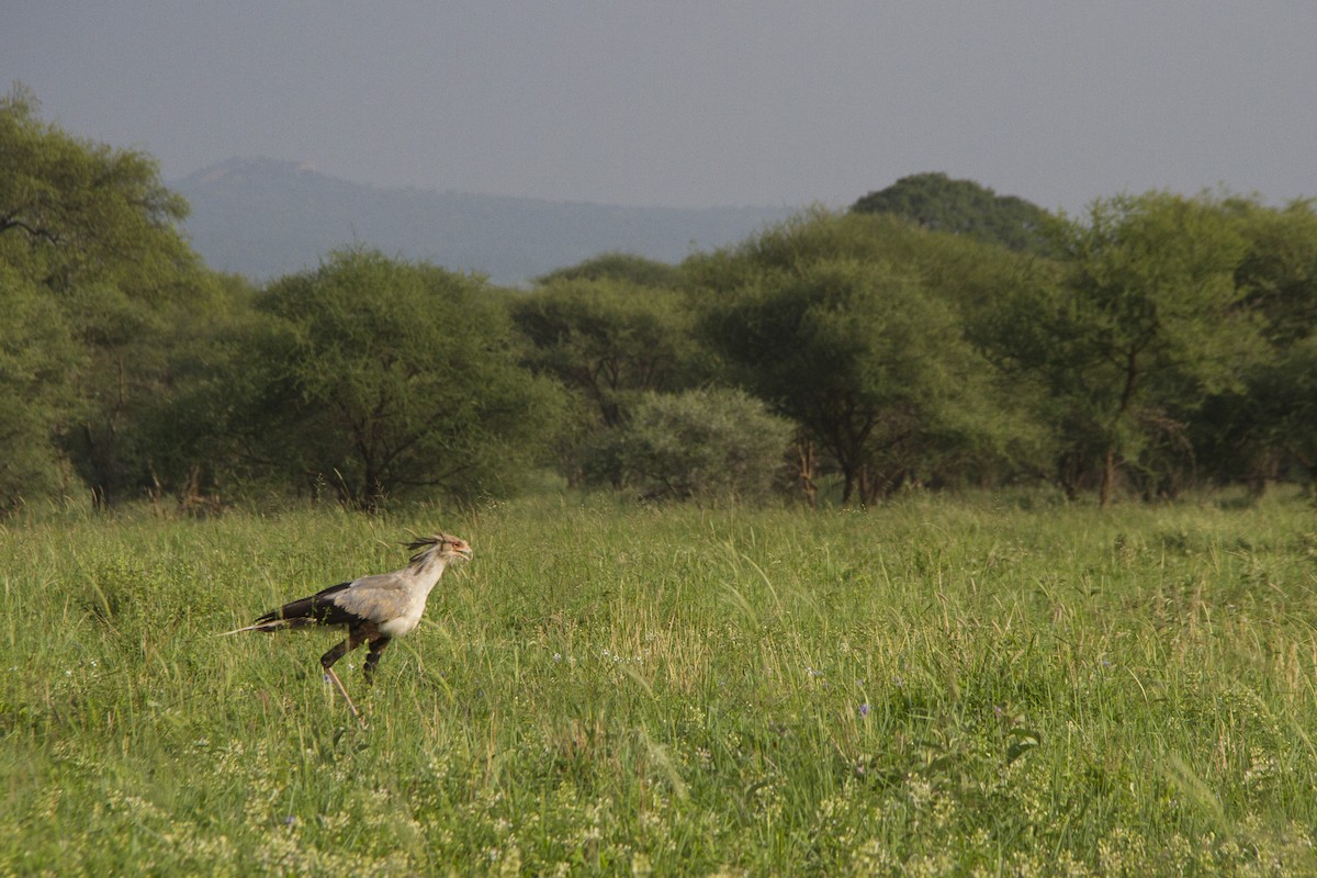 Secretarybird - ML140182111