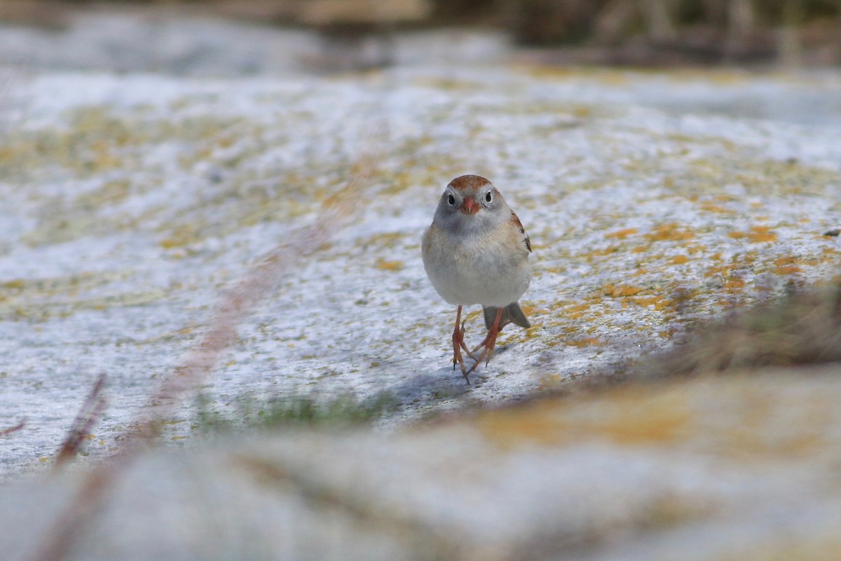 Field Sparrow - ML140182331