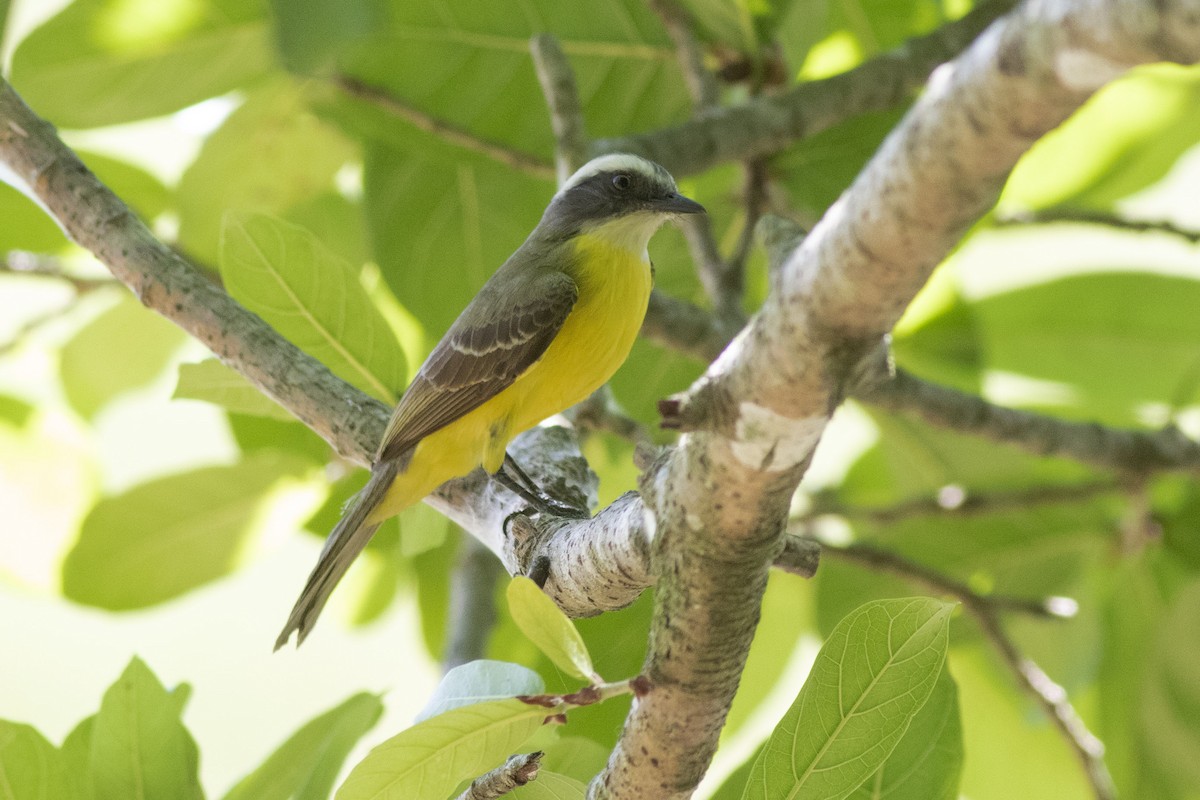 Rusty-margined Flycatcher - ML140183191