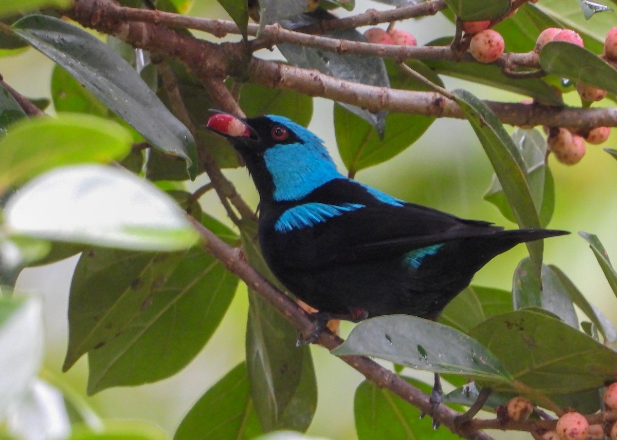 Scarlet-thighed Dacnis - Jeanette Stone