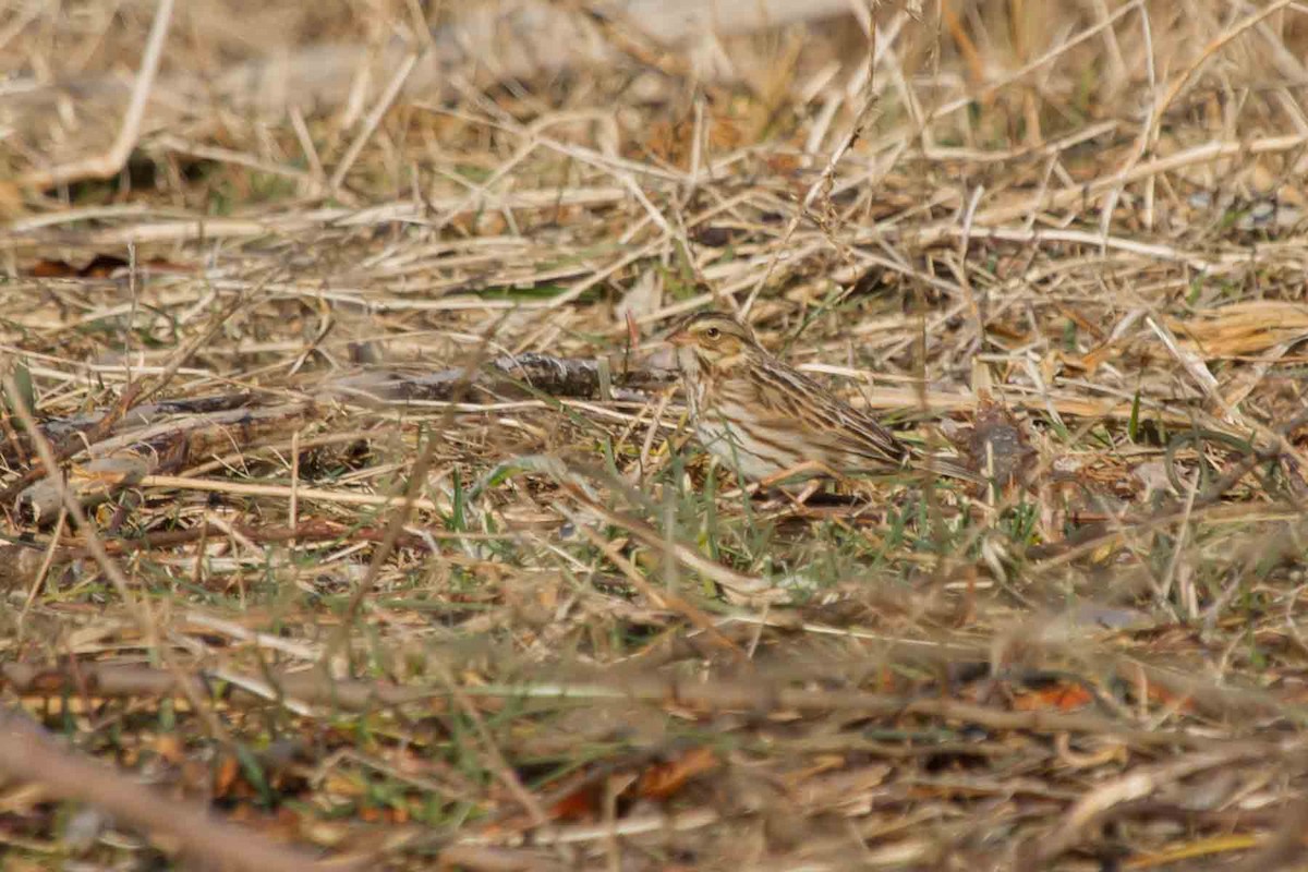 Savannah Sparrow - Tim van der Meer