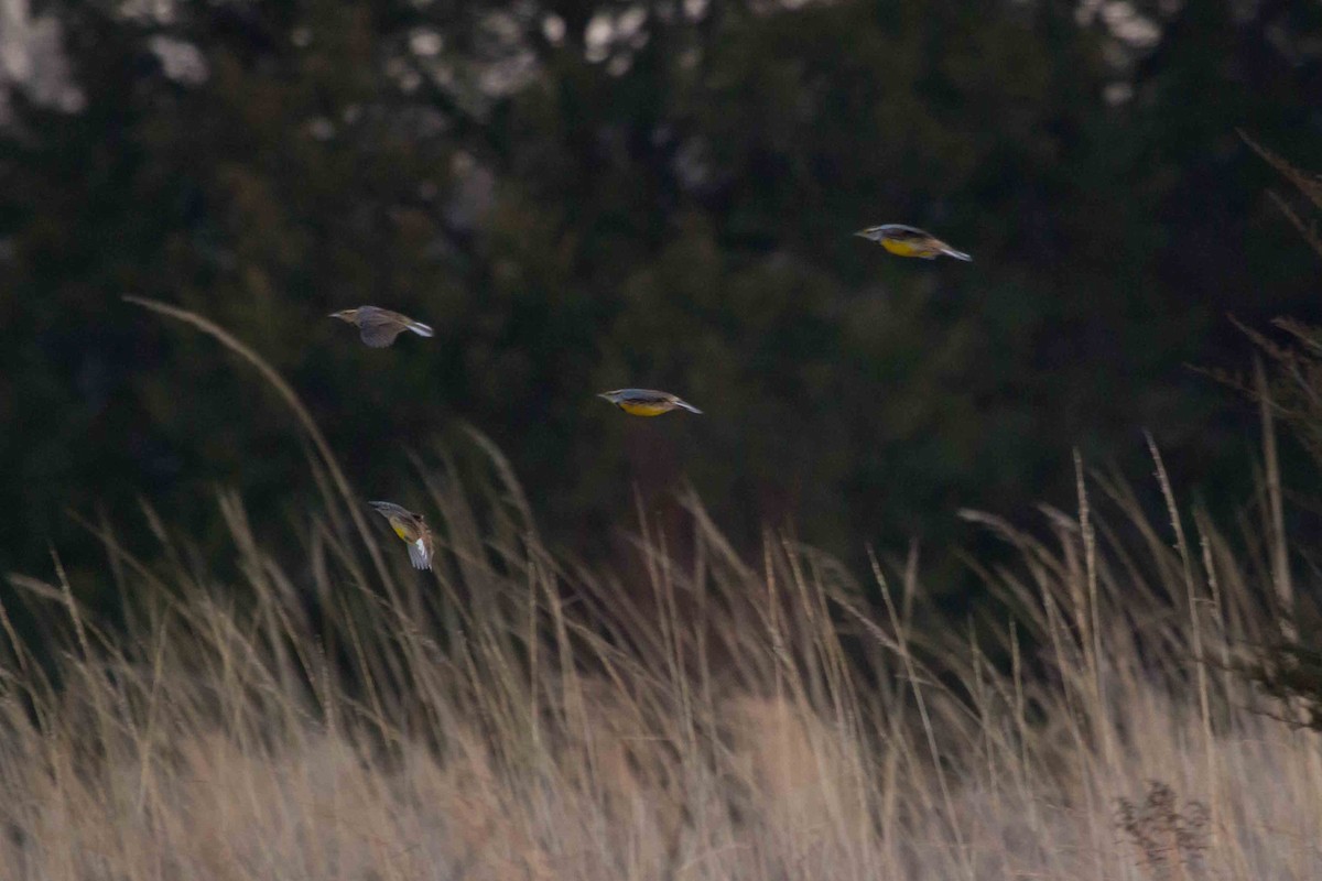 Eastern Meadowlark - Tim van der Meer