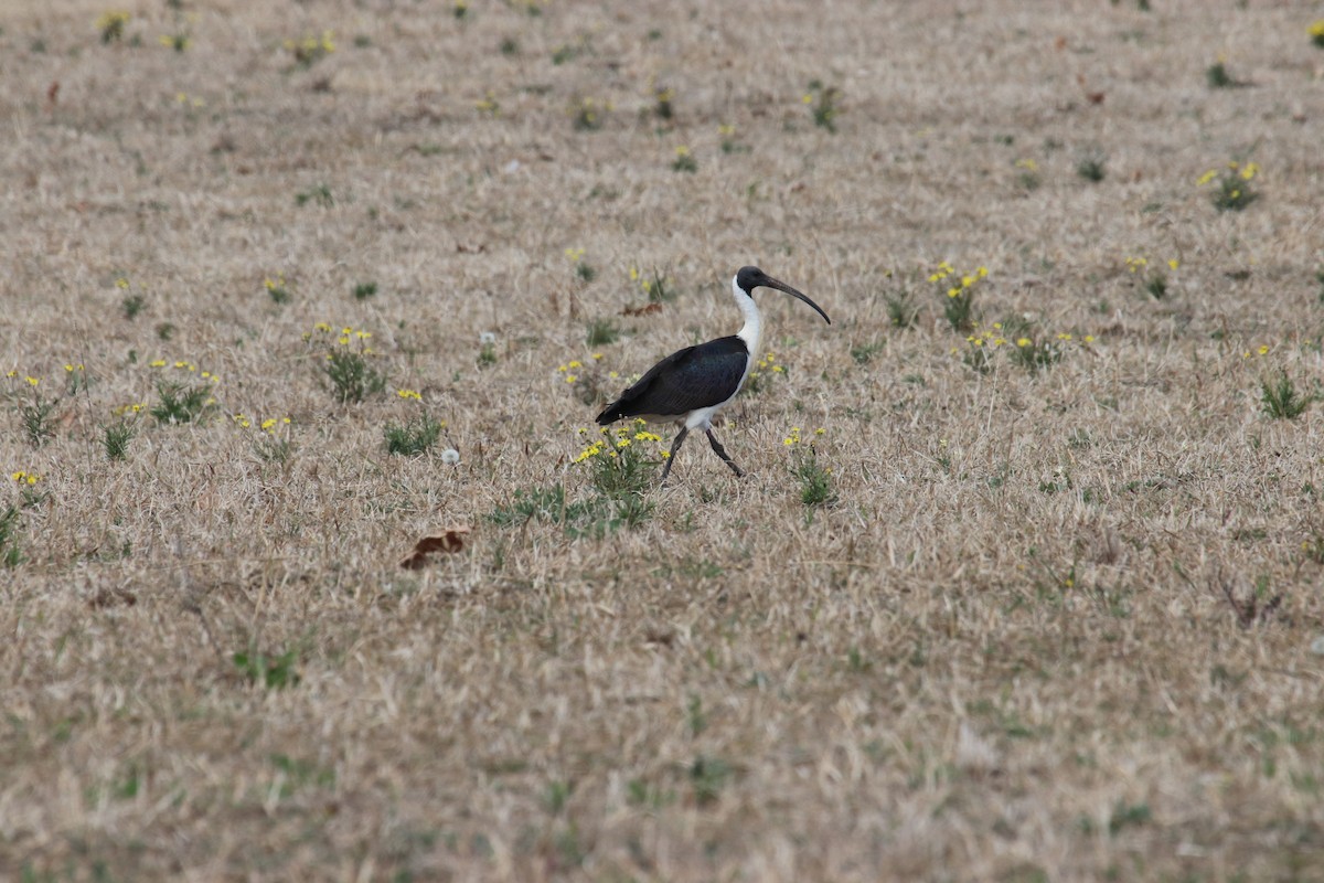 Straw-necked Ibis - ML140186681