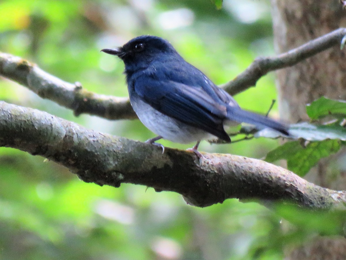 White-bellied Blue Flycatcher - Selvaganesh K