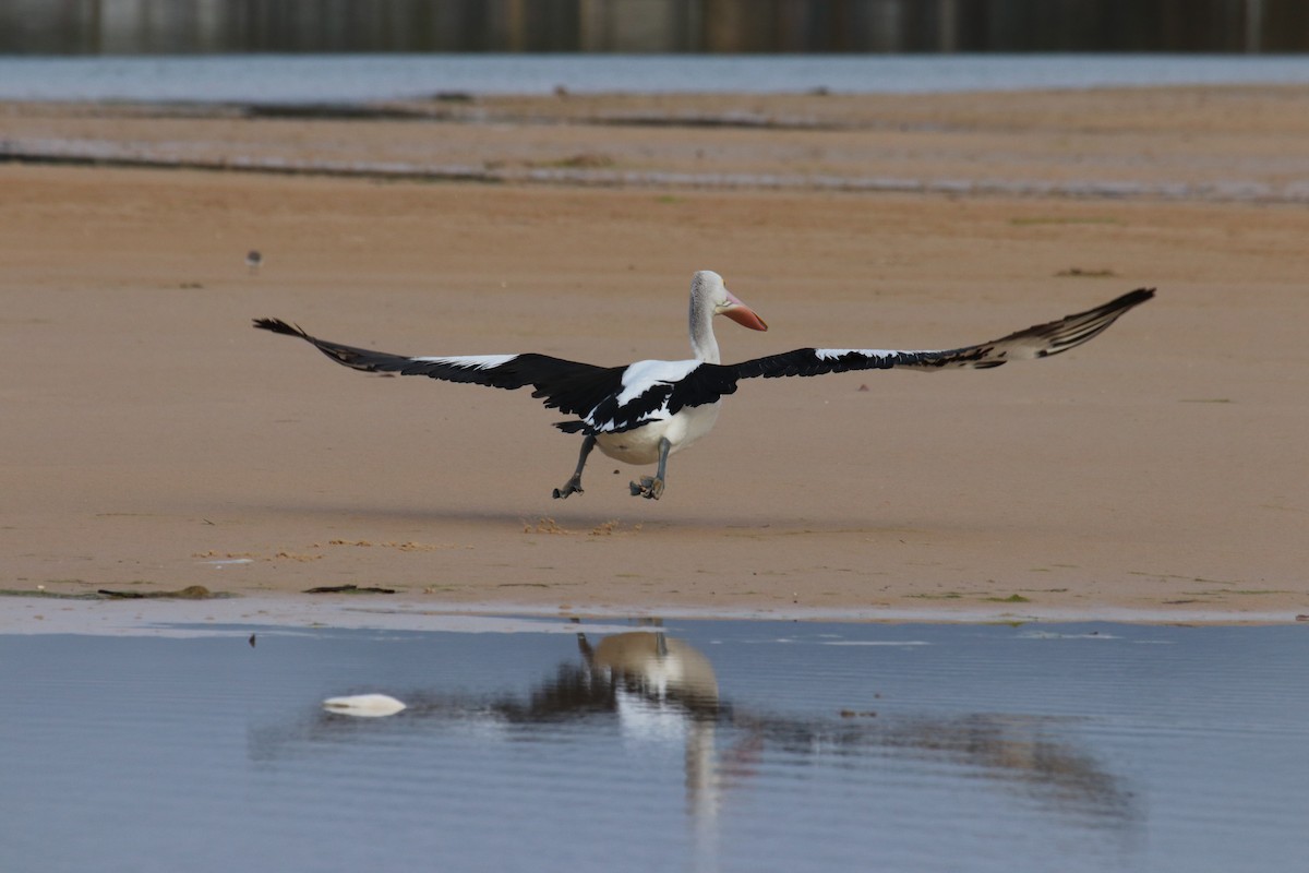 pelikán australský - ML140187041