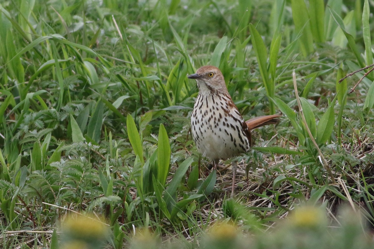 Brown Thrasher - ML140187641