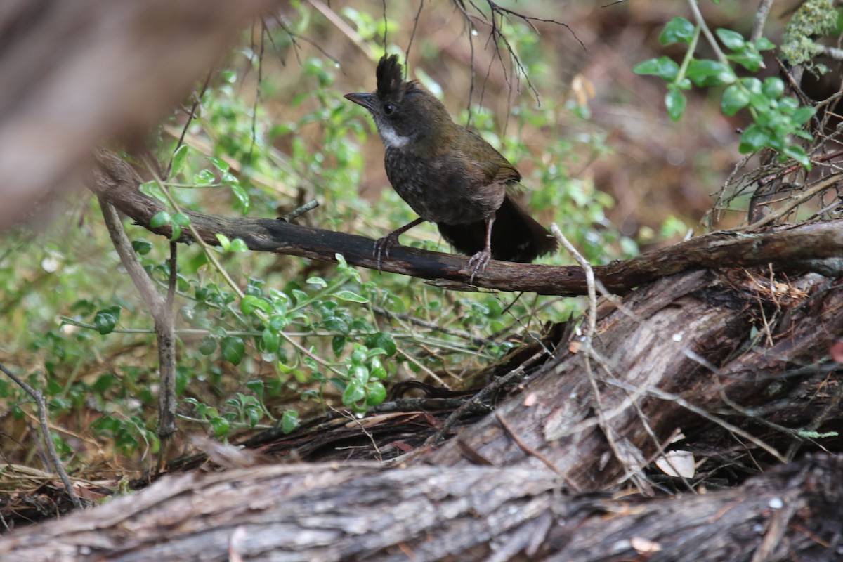 kosovec zvučnohlasý - ML140187771