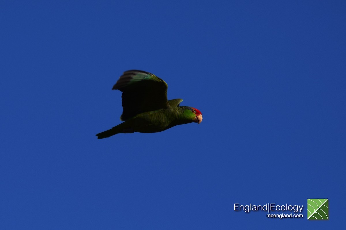 Red-crowned Parrot - Marcus England