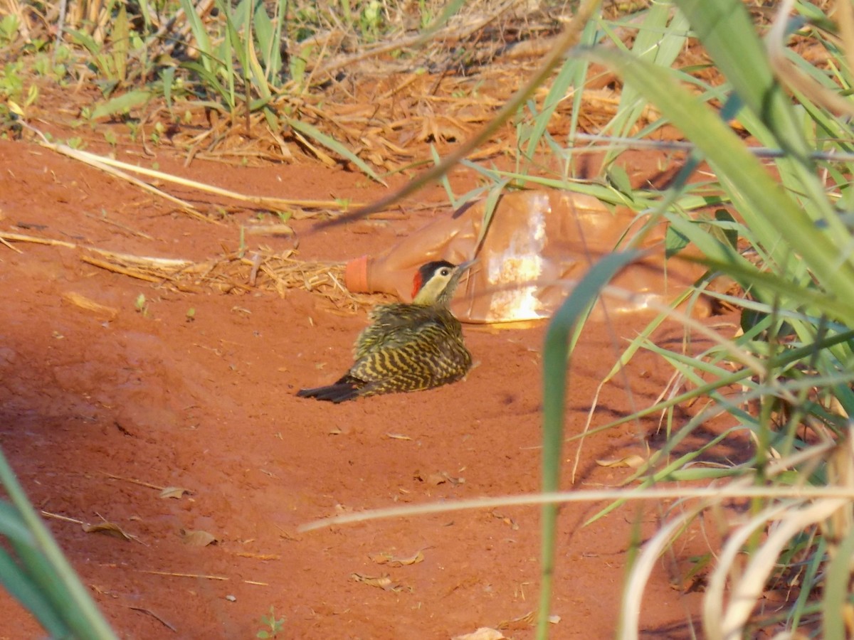 Green-barred Woodpecker - ML140188551