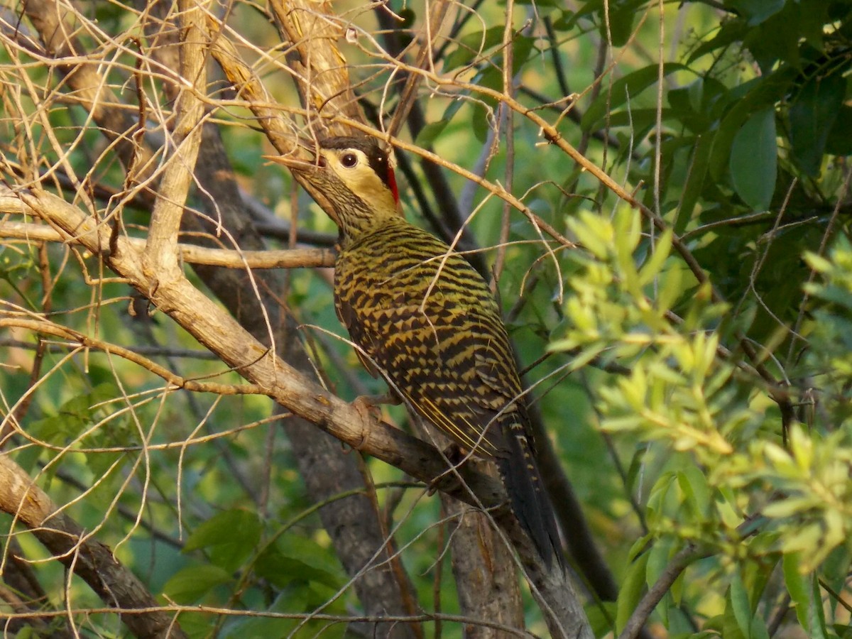 Green-barred Woodpecker - ML140188581