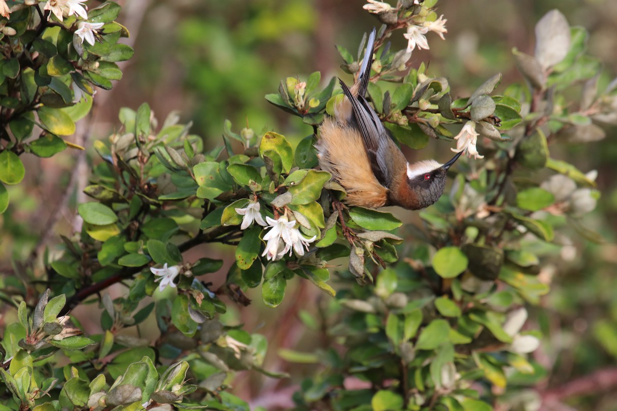 jehlozobka východní - ML140189001