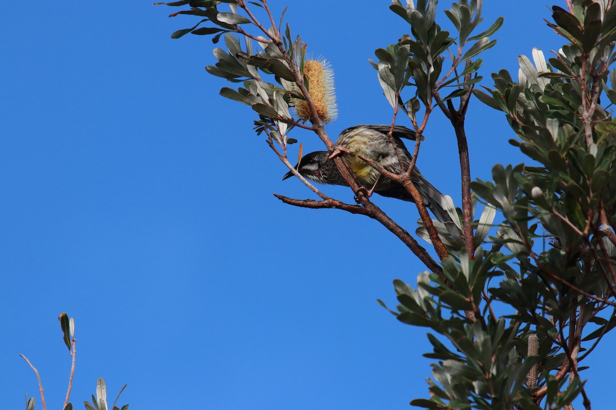 laločnatka jihoaustralská - ML140189571