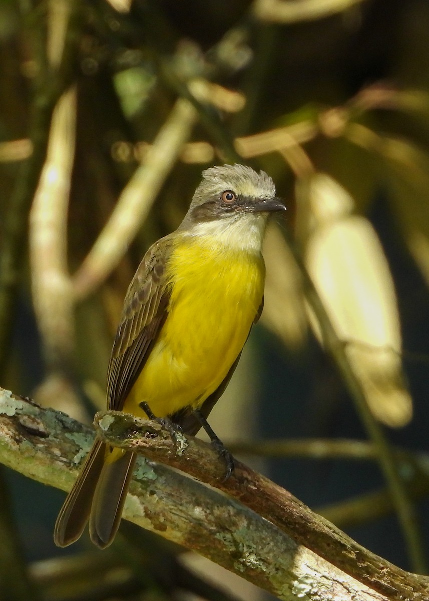 Gray-capped Flycatcher - ML140189611