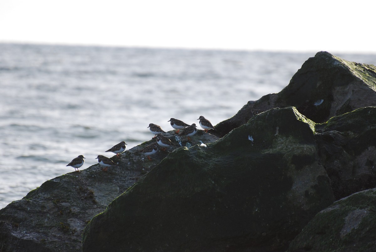 Ruddy Turnstone - ML140190041