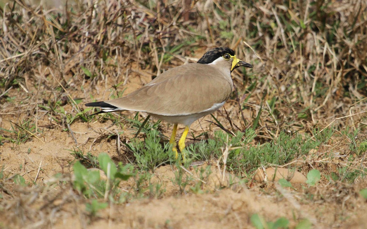 Yellow-wattled Lapwing - ML140190271