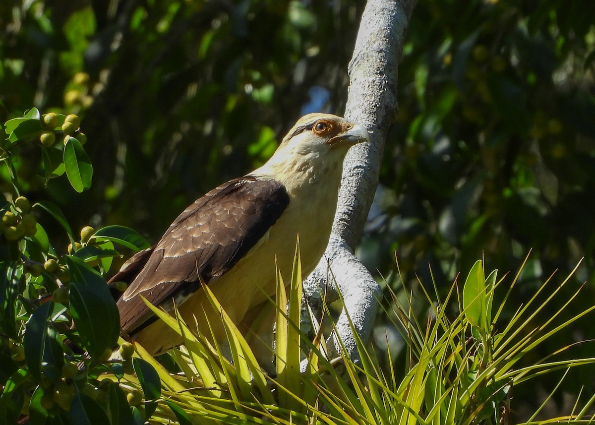 Caracara à tête jaune - ML140190681