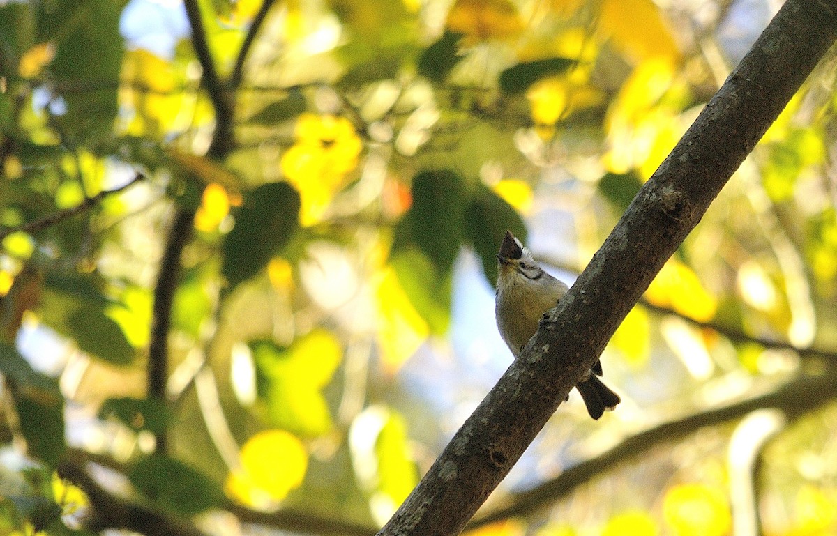 Taiwan Yuhina - ML140193081