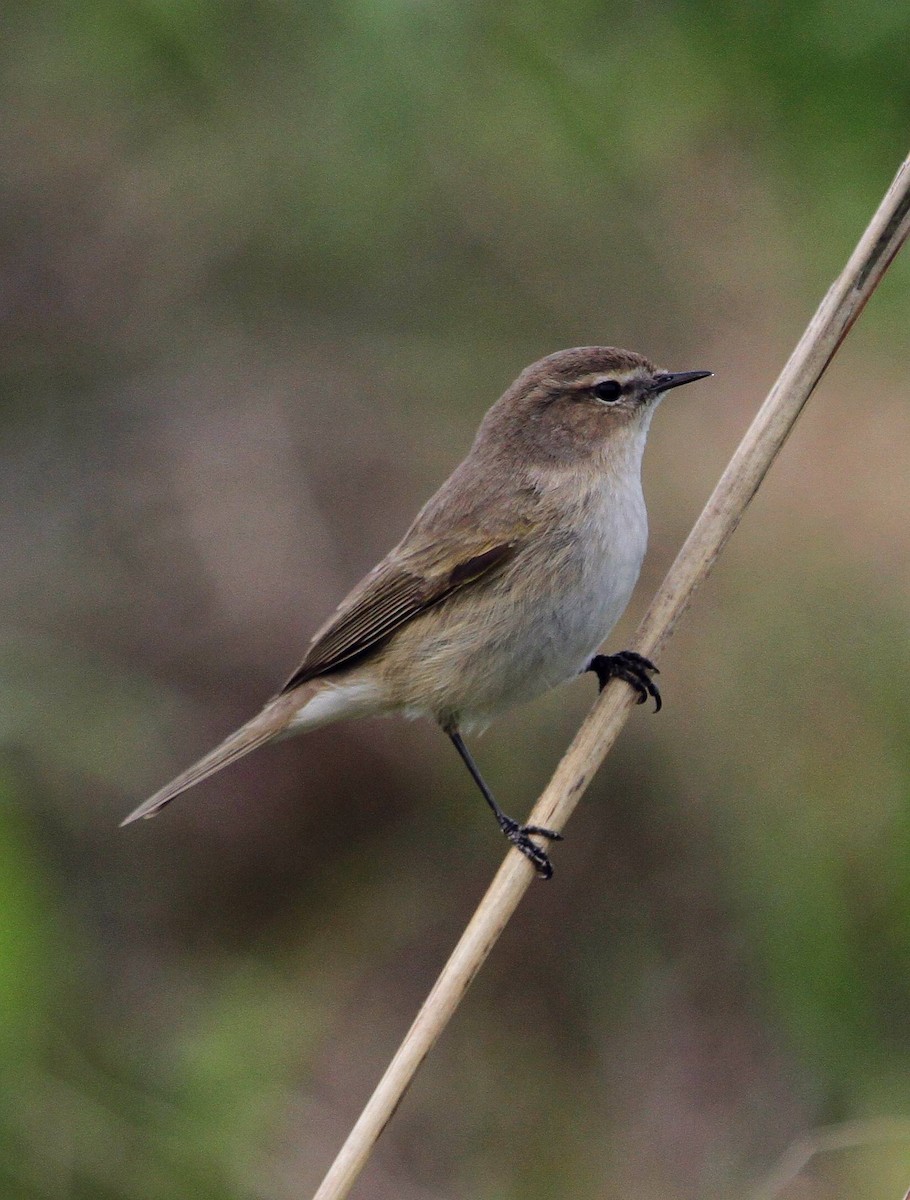 Common Chiffchaff - ML140193941