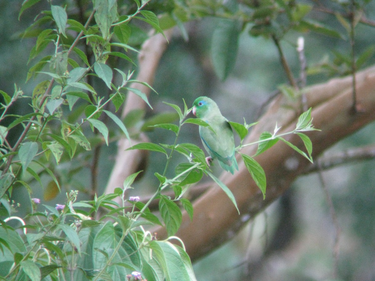 Spectacled Parrotlet - Dave Slager