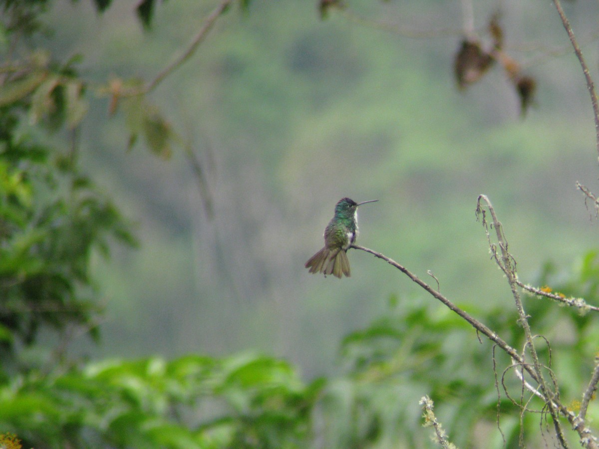 Andean Emerald - Dave Slager