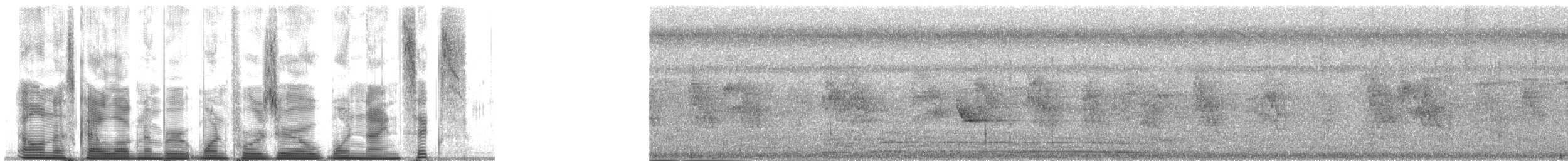 Окулярник ротійський - ML140196