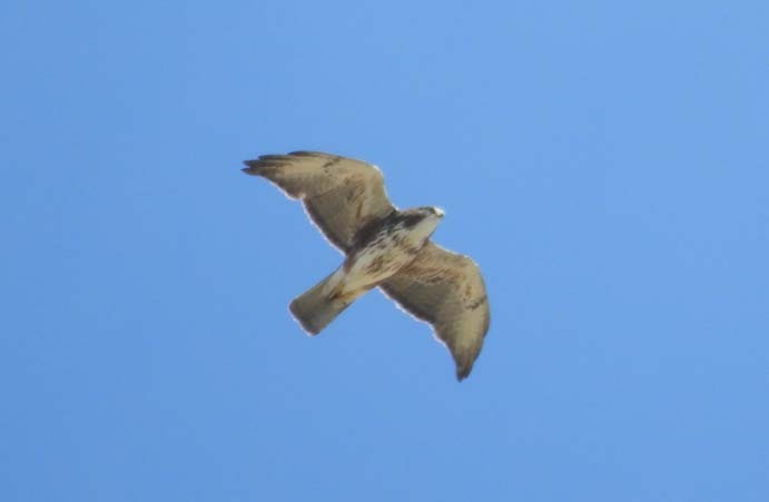 White-throated Hawk - ML140196211