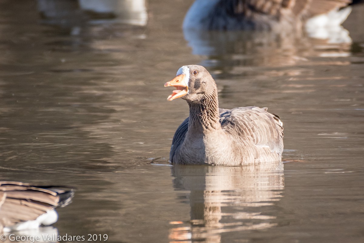 Greater White-fronted Goose - ML140197541