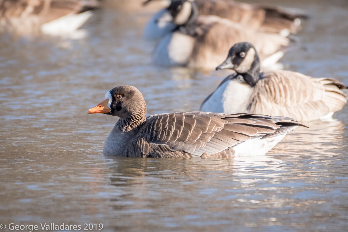Greater White-fronted Goose - ML140197571
