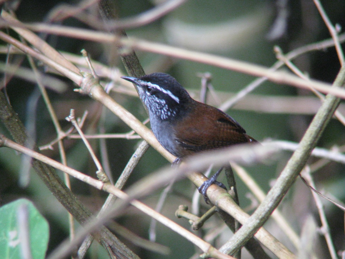 Gray-breasted Wood-Wren - Dave Slager