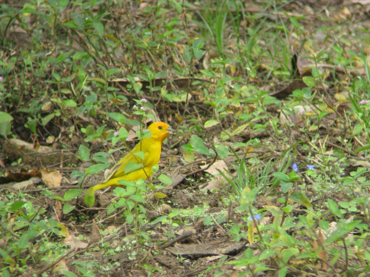 Saffron Finch - Dave Slager