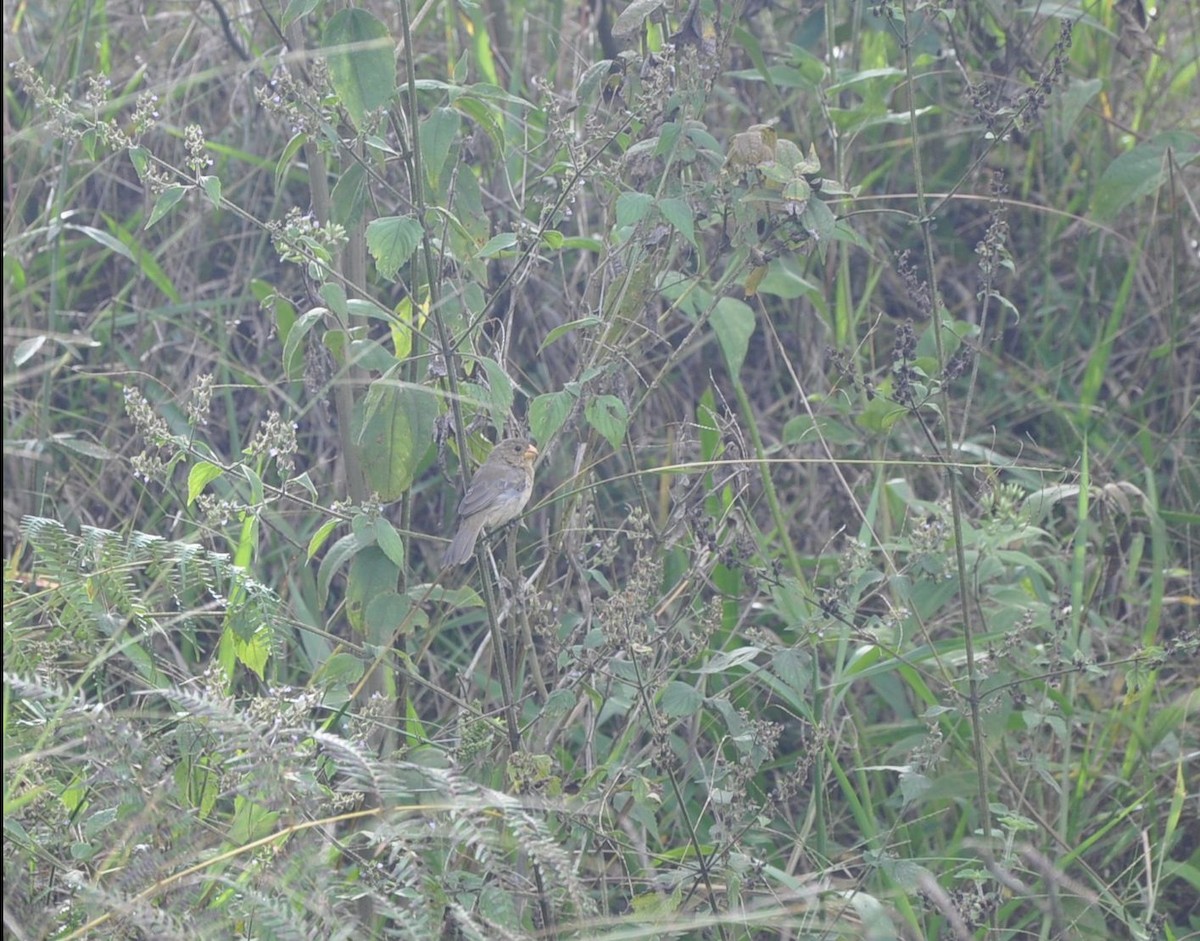 Gray Seedeater - ML140198521