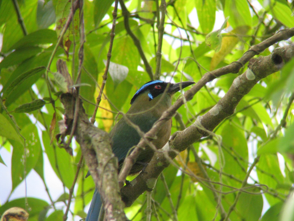 Andean Motmot - ML140198611