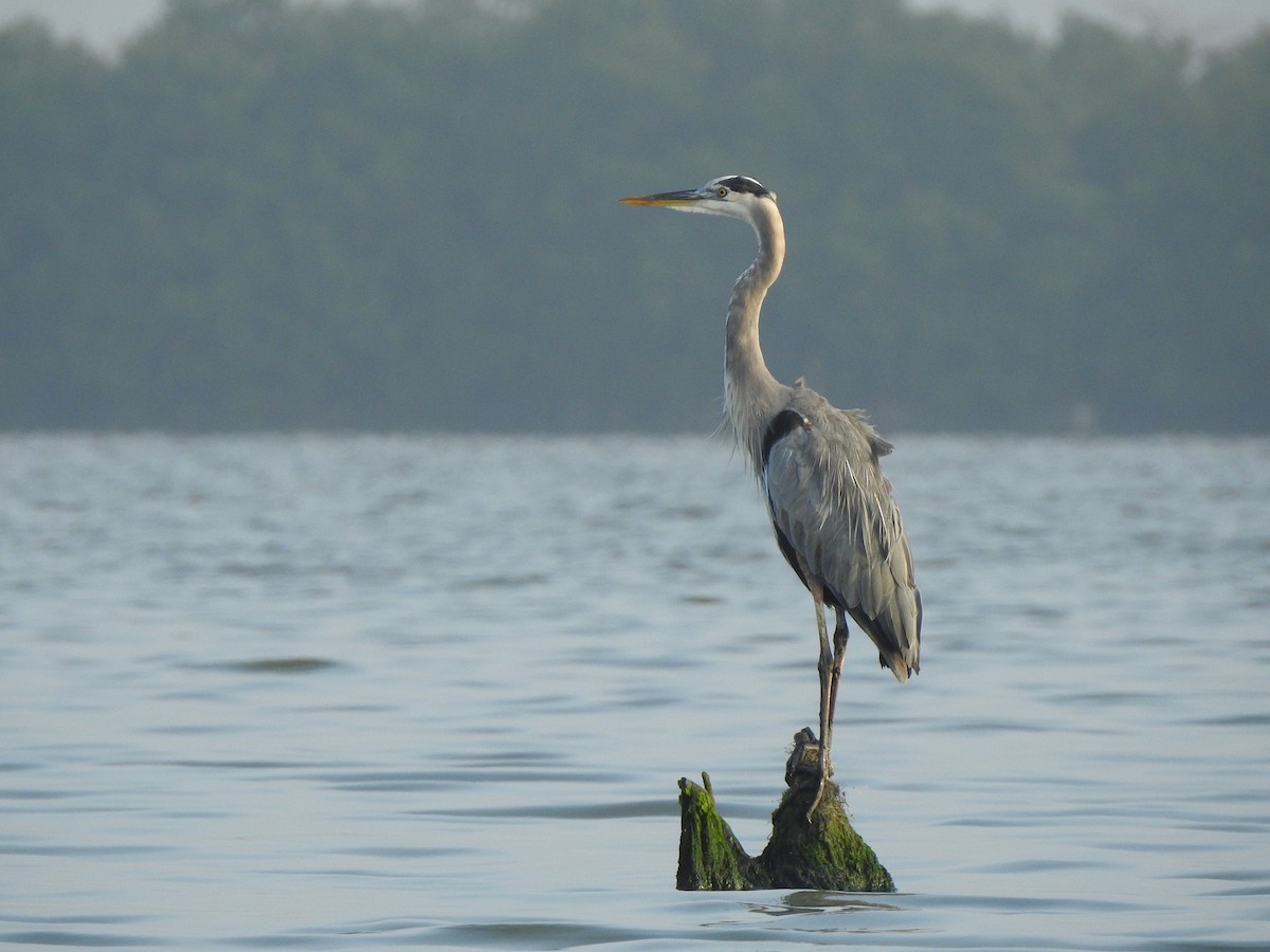 Garza Azulada - ML140198621