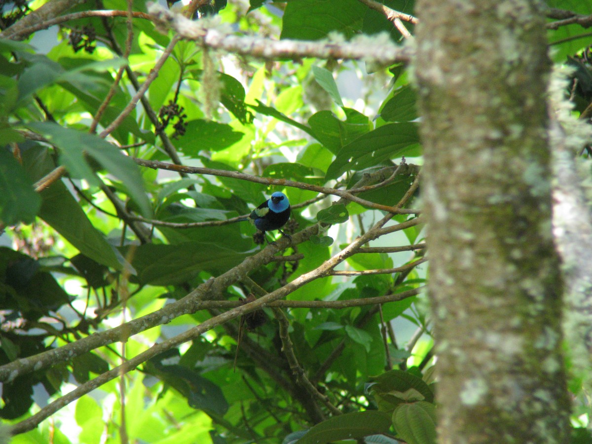 Blue-necked Tanager - Dave Slager