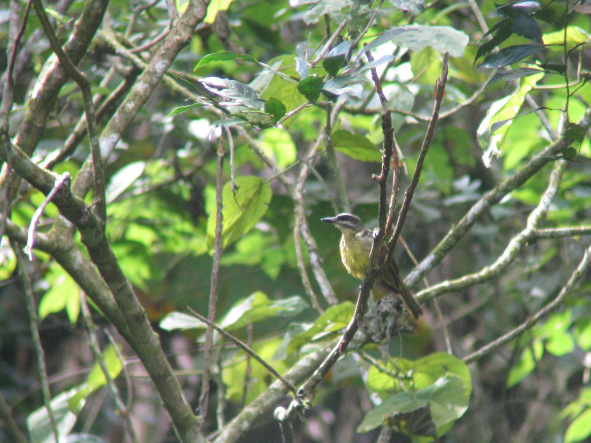 Golden-bellied Flycatcher - ML140199531