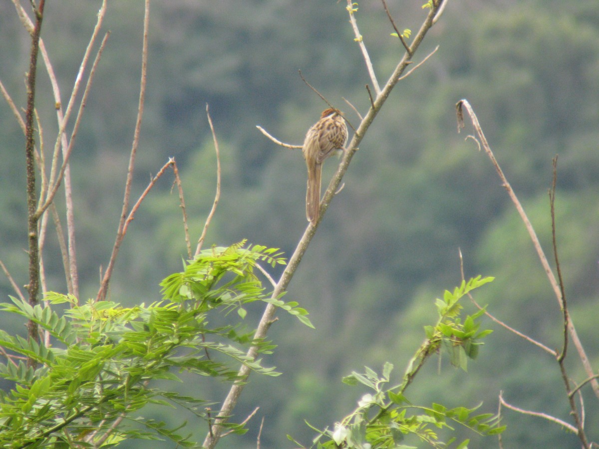 Striped Cuckoo - ML140199631