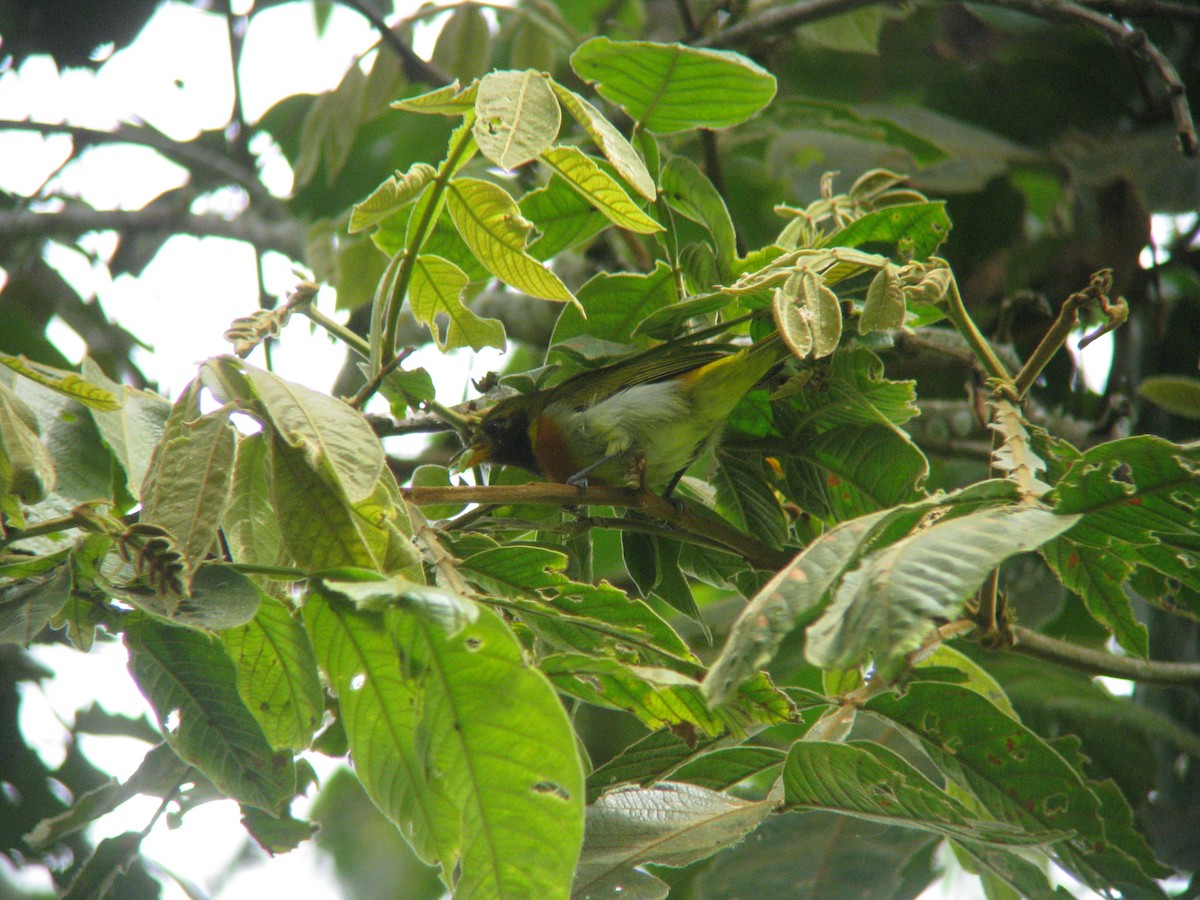 Guira Tanager - Dave Slager