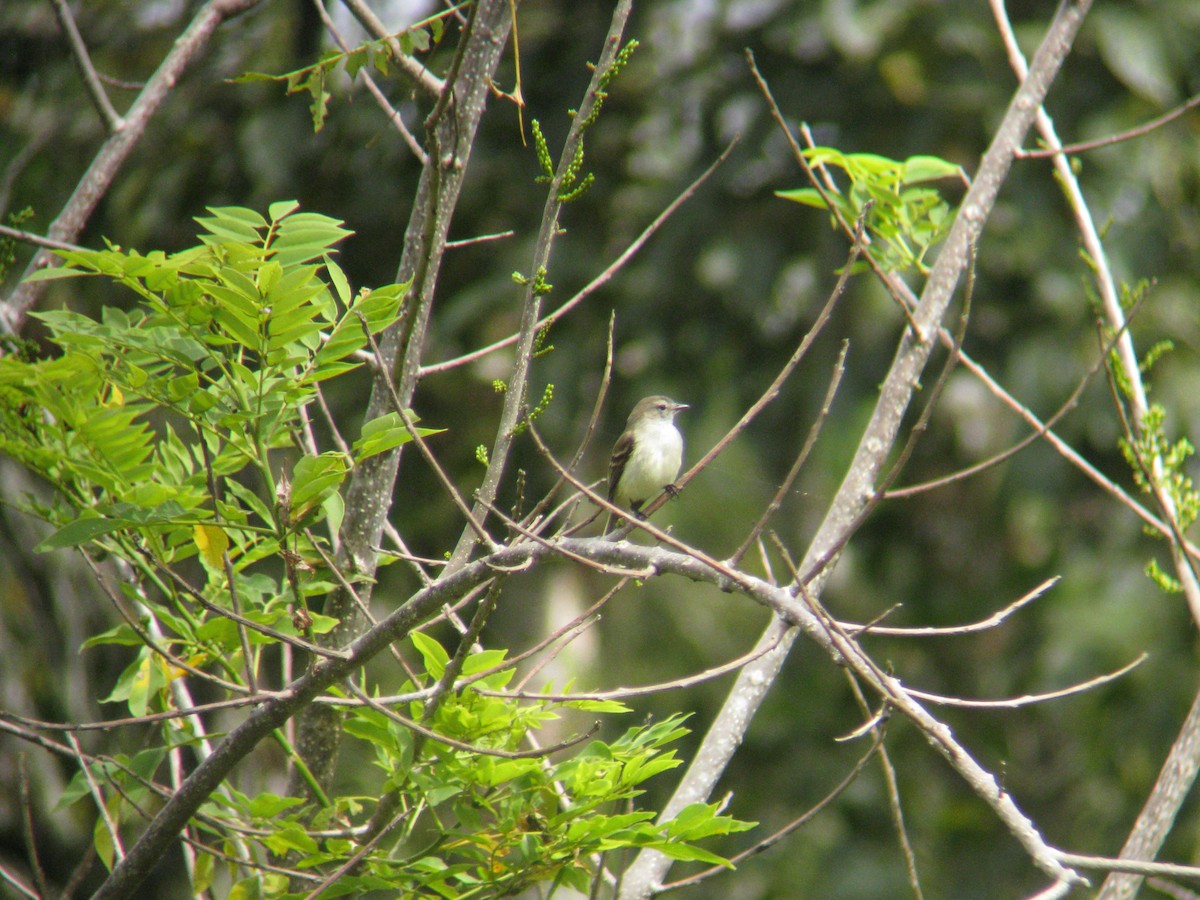 Northern Mouse-colored Tyrannulet - ML140199911