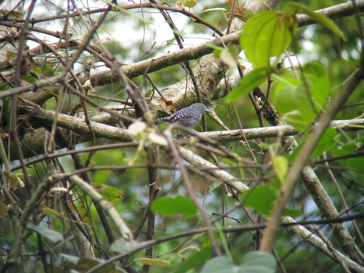 Bar-crested Antshrike - ML140200021