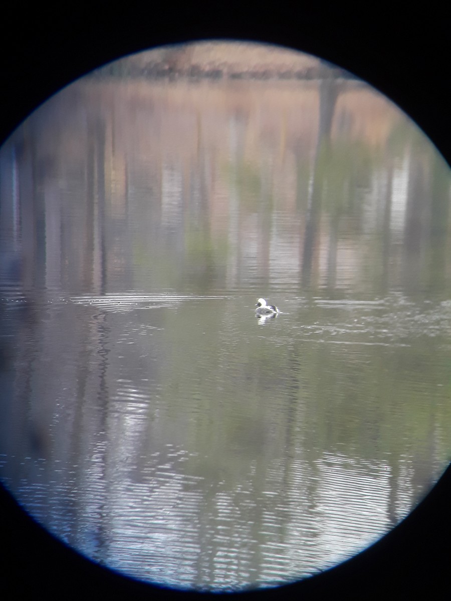 Long-tailed Duck - ML140200341